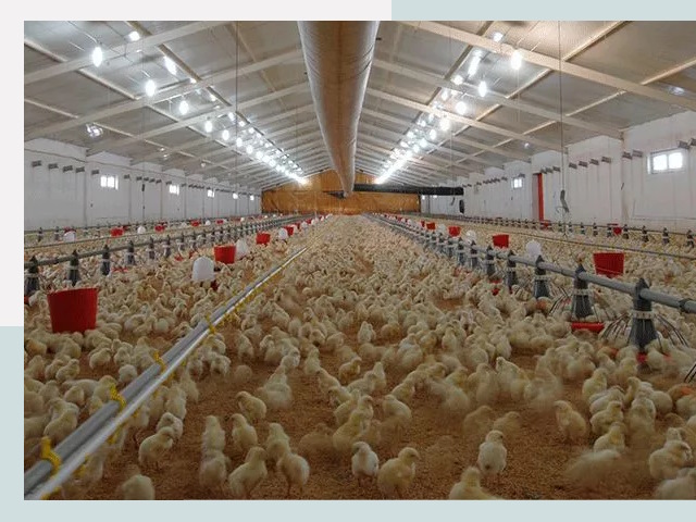 Проектирование птичников в Темрюке от 51465 р. | СтальСтрой